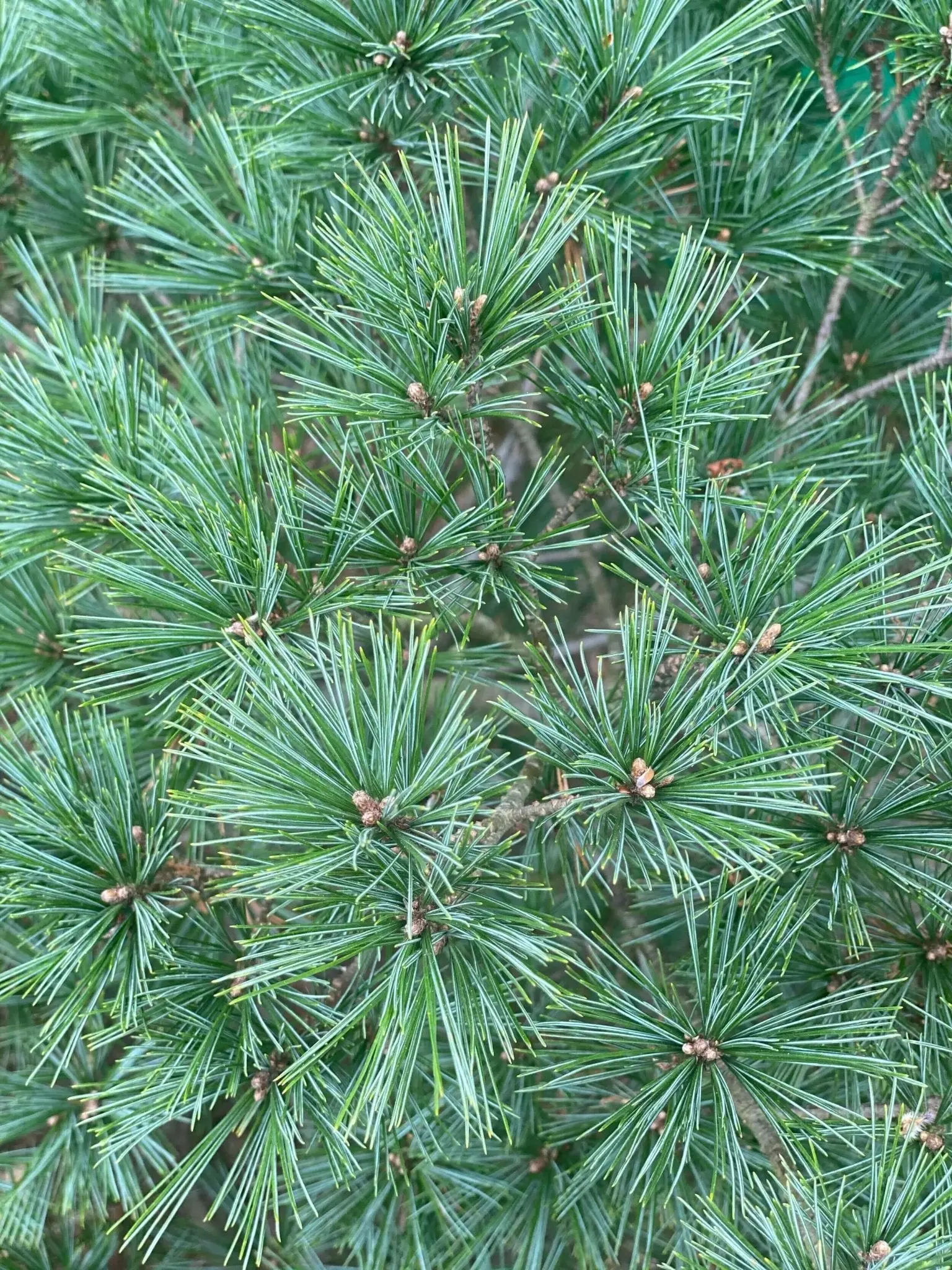 Pinus strobus 'Minuta' Dwarf Eastern White Pine