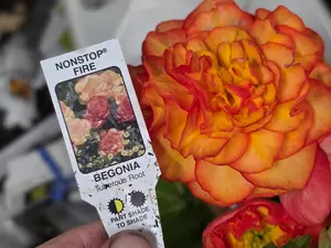 Beautiful FULL plants in 4in pot NOT seeds or just tuber. Tuberous x Begonia 'NONSTOP FIRE'