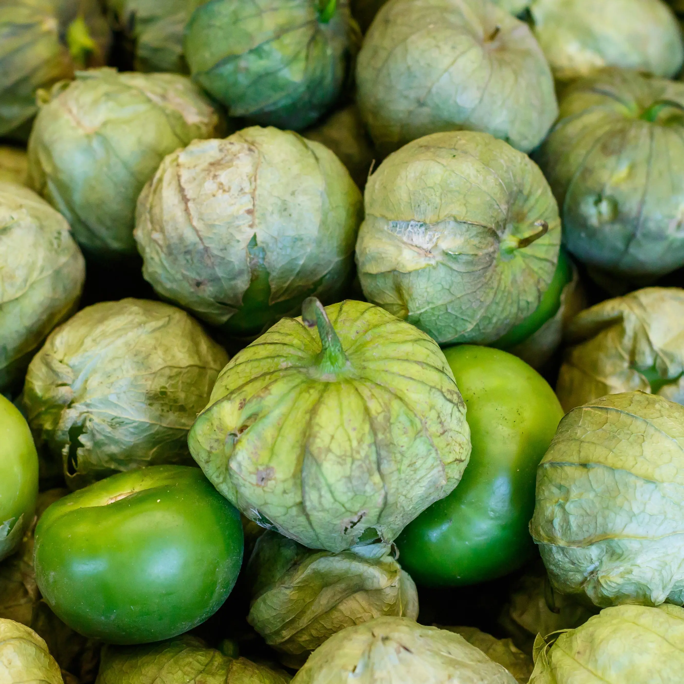 Organic Verde Tomatillo Seeds (Physalis philadelphica) – Traditional Green Tomatillo Variety, Essential for Authentic Mexican Dishes – 15+ Seeds