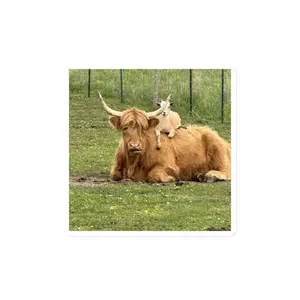 Barry Rides Belle - Die-Cut Magnet 4x4