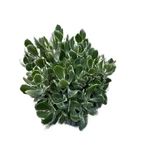 8” Jade variegated Outdoor Sculpture - Very Full