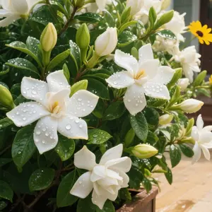 Product packaging: 【Universal packaging】400+ Climbing Jasmine Flower Seeds Fragrant Plantfor Planting Garden Home Four Seasons EvergreenSilver Jasmine Garden Balcony Climbing Flower Non.GMO