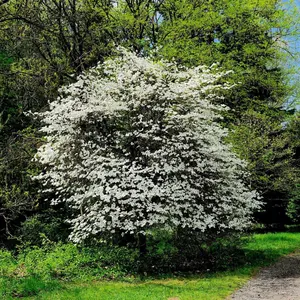 Cherokee Princess® Dogwood Tree