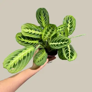 Lemon Lime Prayer Plant Live in Grow Pot - Low Light Office Plant - Maranta Leuconeura - Potted Gift houseplant - Air Purifier Indoor Plant - Gift Plant