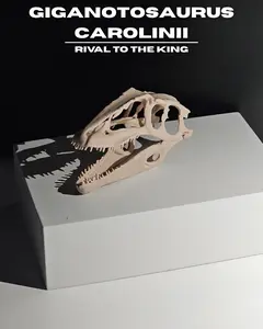 Giganotosaurus Carolinii