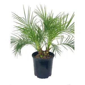 Phoenix Roebellini Pygmy Date Palm - Live Plant in a 3 Gallon Growers Pot - Phoenix Roebelenii - Beautiful Clean Air Indoor Outdoor Houseplant