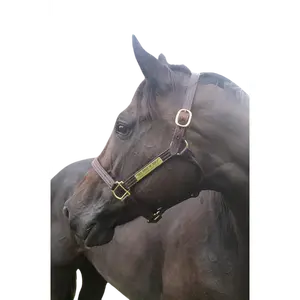 TS Leather Track Halter