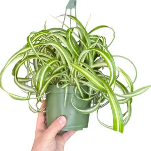 6" Curly Spider Plant Bonnie, Live Houseplant, Indoor Plant