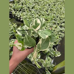 N’Joy Pothos 3” Pot | Variegated Pothos Plant | Easy Care Indoor Plant | Trailing Houseplant | Beginner Desk Plant