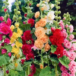 200pcs Vibrant Mixed Hollyhock Seeds - Hardy Biennial with Double Flowers, Perfect for Wildflower & All Garden Types