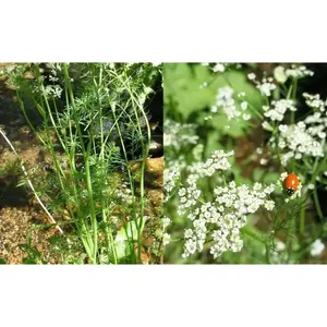 CARAWAY HERB Seed (Carum Carvi) , Persian CUMIN & Meridian fennel Seeds