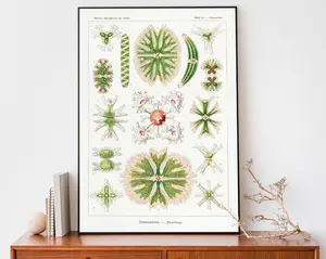 [UNFRAMED POSTER] Vintage Ernst Haeckel Art Print, Botanical Poster, Nature Drawing, Scientific Chart, Lithograph Art