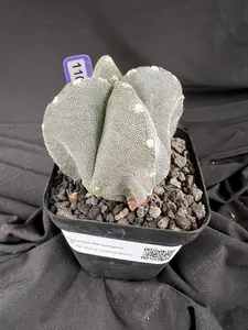 Astrophytum Myriostigma '4 Rib Hybrid' cactus - 1108