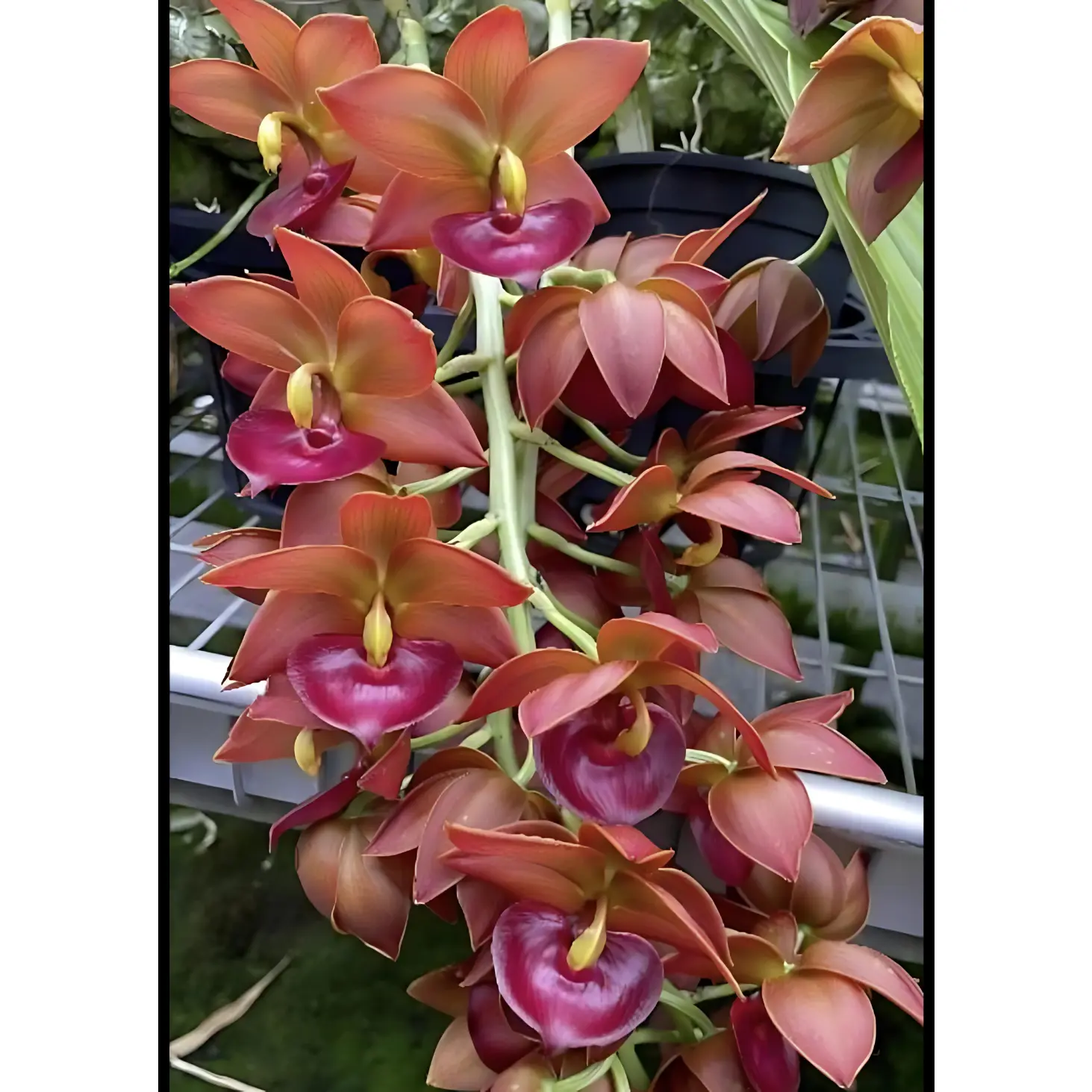 Cycnodes Taiwan Gold ‘Orange’ | BS not in spike