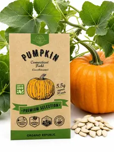 Pumpkin Connecticut Field Seeds