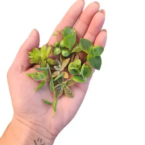 30 Succulent Cuttings from Connecticut Greenhouse - Hand-Picked Variety Box for Propagation & Gardening