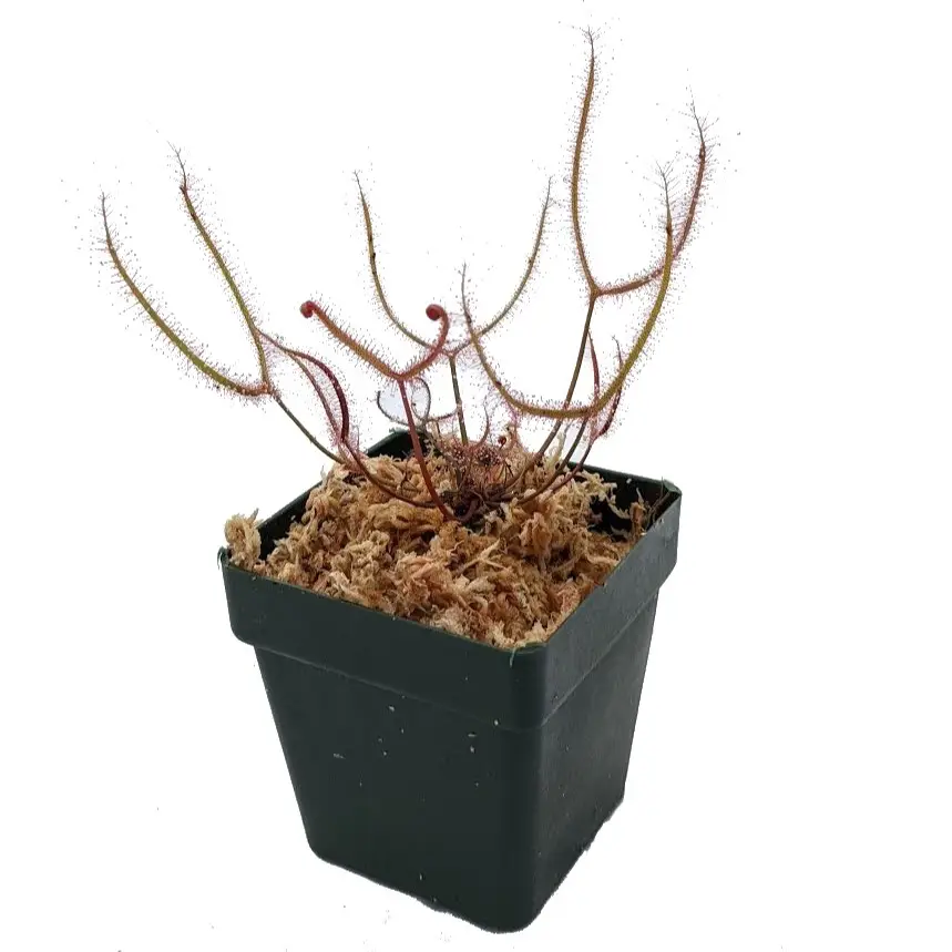 Forked Leaf Sundew - Drosera binata - Bug-Eating Carnivorous Plant - Live Arrival - 3.5" Pot - Predatory Plants