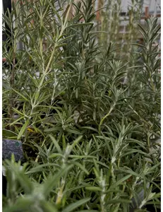 Rosemary Seeds