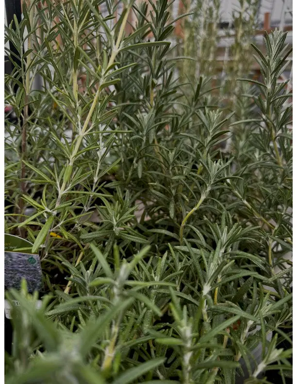 Rosemary Seeds