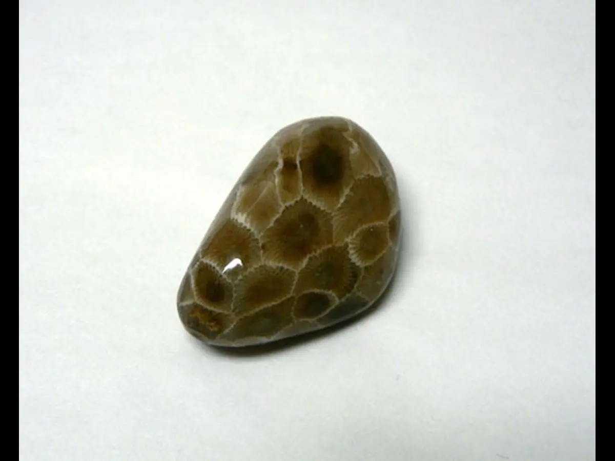 Polished Petoskey Stone Specimens