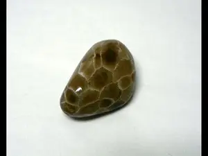 Polished Petoskey Stone Specimens