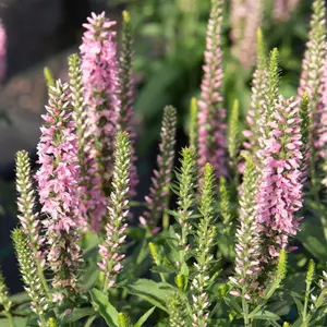MOODY BLUES PINK VERONICA 4in
