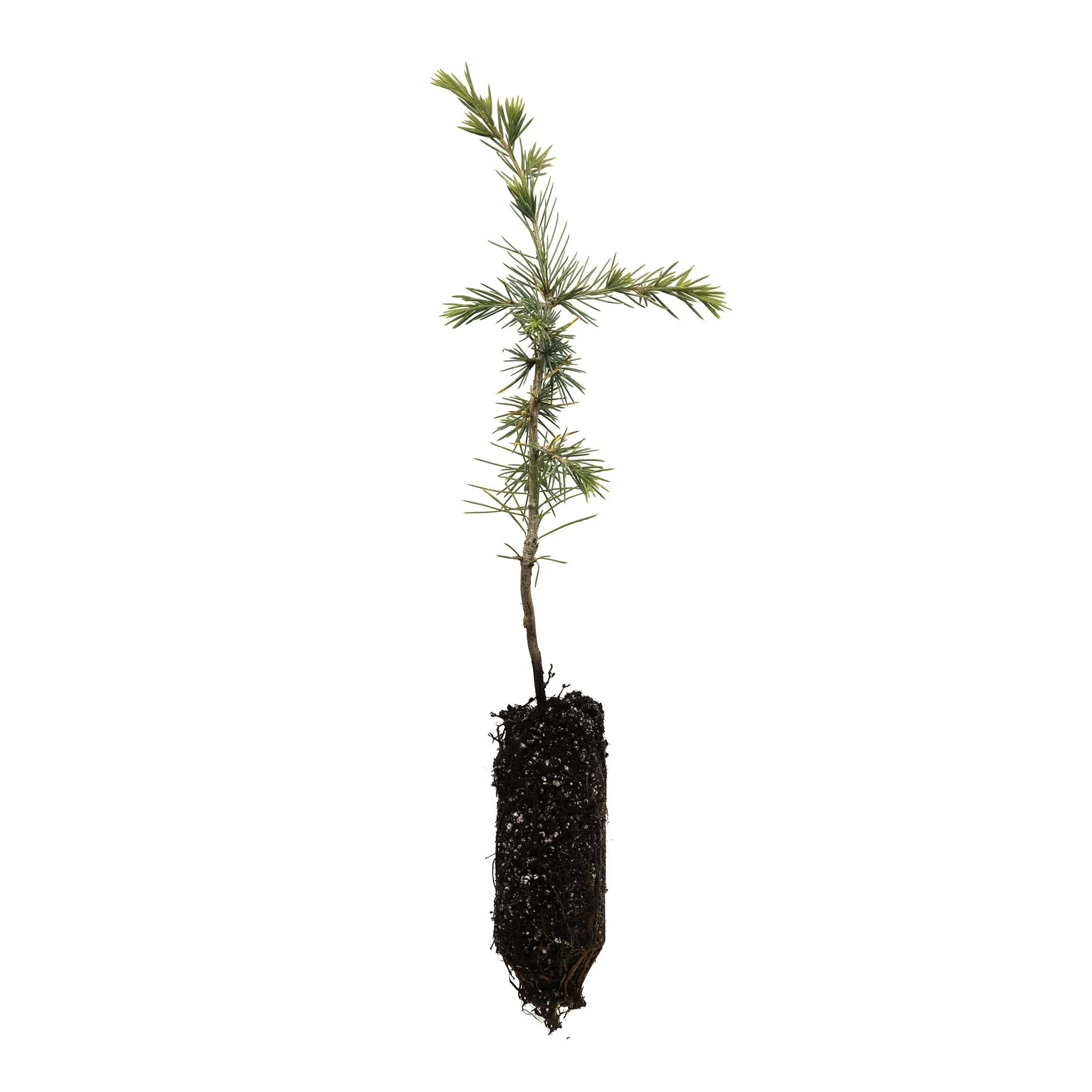 Atlas Cedar | Medium Tree Seedling
