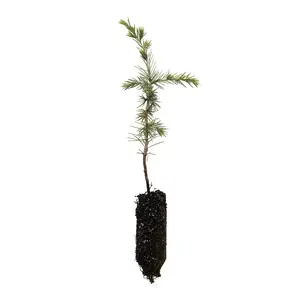 Atlas Cedar | Medium Tree Seedling