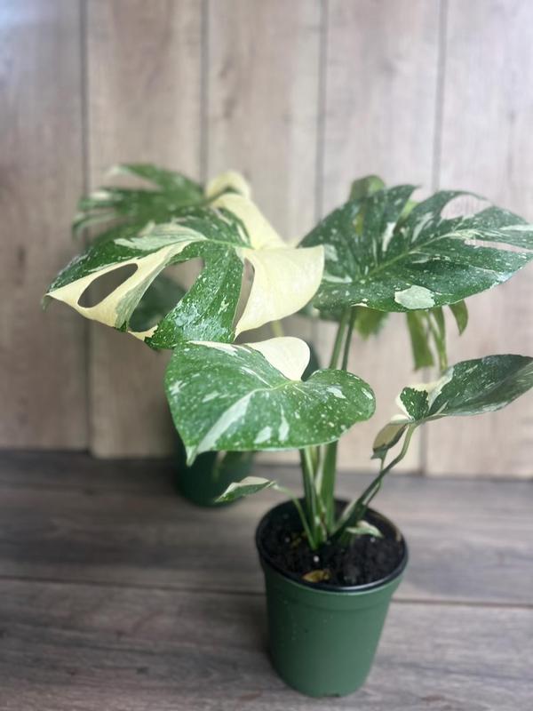 Large, Monstera Thai Constellation' in 6" POT, Thai Con.