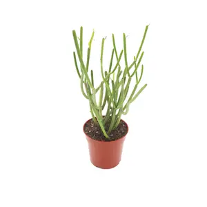 Euphorbia Tirucalli (Sticks on Fire) Succulent - 4'' from California Tropicals