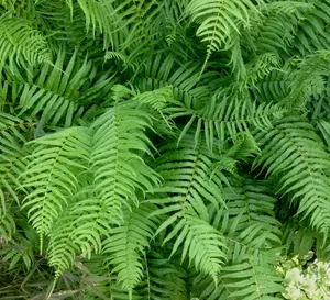 Set of 5 Ostrich Fern Roots, Fern Plant Live for Growing, Gardening