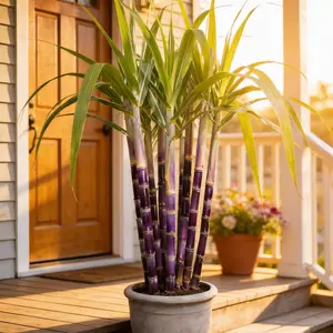 With a refreshing and sweet taste, sugarcane seeds are easy to germinate and grow, making them an ideal choice for home fruit tree planting.