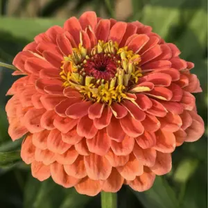 Mixed Zinnia Flower Seeds for Planting – Easy to Grow, Fast Growing, Vibrant Color Mix, Long Blooming Annual Flowers, Attract Butterflies & Bees, Heat Tolerant, Drought Resistant, Perfect for Garden Beds, Borders, Containers & Cut Flower Gardens