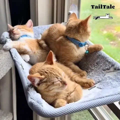 Foldable Cat Window Perch,Glow in The Dark,Large Cordless Cat Window Hammock with Hook Design Double-Sided Fabric Cover, Window Seat for Cats sunbathing
