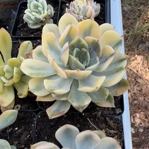 Echeveria ''Orion" Variegated Single Head (around 2 '') - Bare Root Succulents - Terra Tales