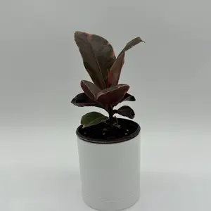 Ficus Elastica Ruby 4" pot House Plant - Unique Dark Red Leaves, Easy to Care for, Beginner-Friendly