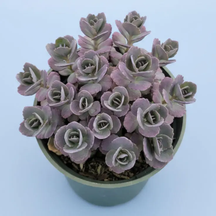 SunSparkler® Sedum 'Blue Pearl' SunSparkler® Sedum 'Blue Pearl'