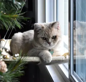 PetsPlus+ Window Hammock