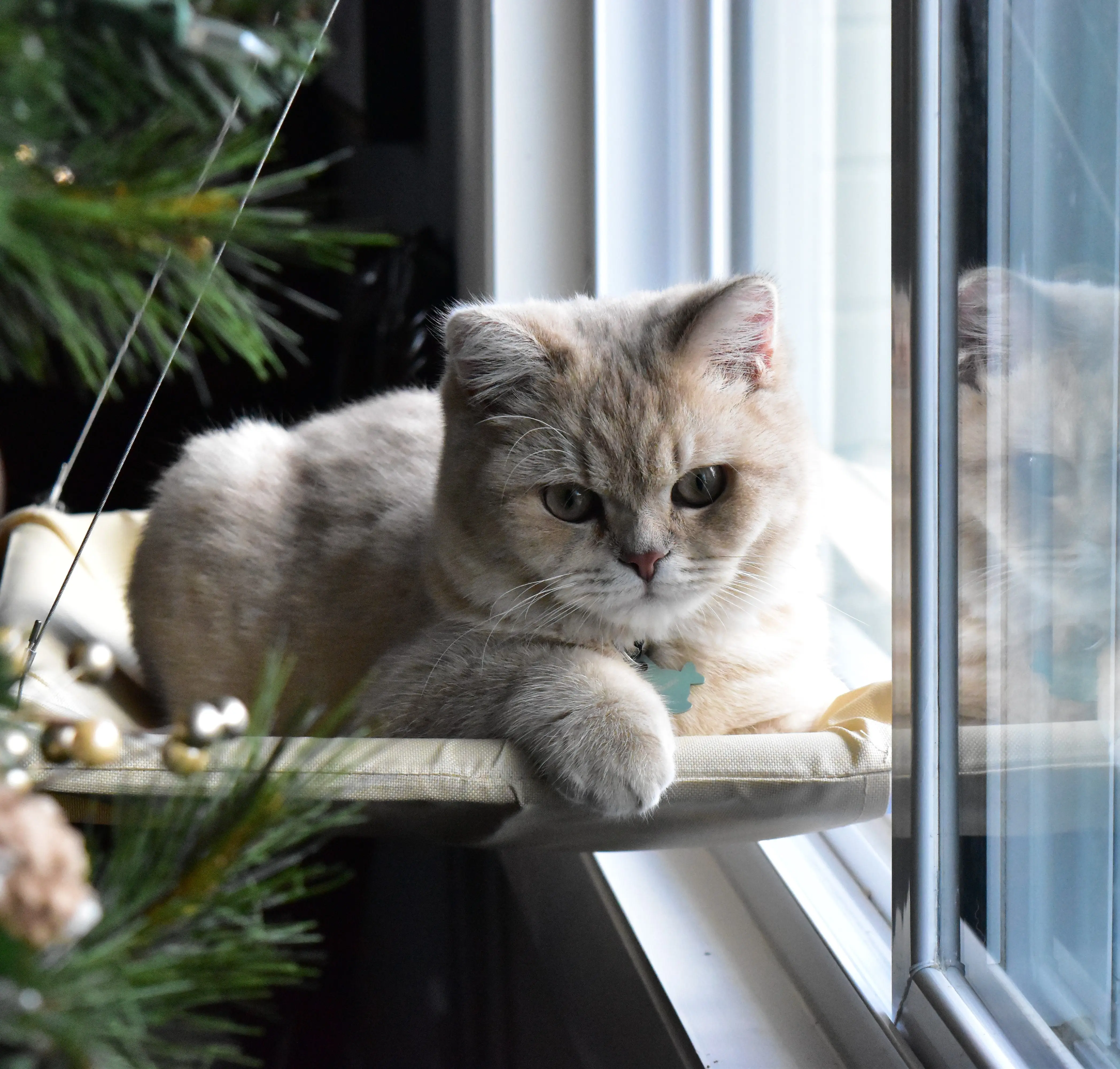 PetsPlus+ Window Hammock