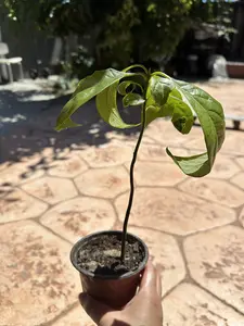 Hass Avocado Live Plant Ship in 4” Pot 24H FAST SHIP Hass Avocado Live Plant Ship in 4” Pot 24H FAST SHIP