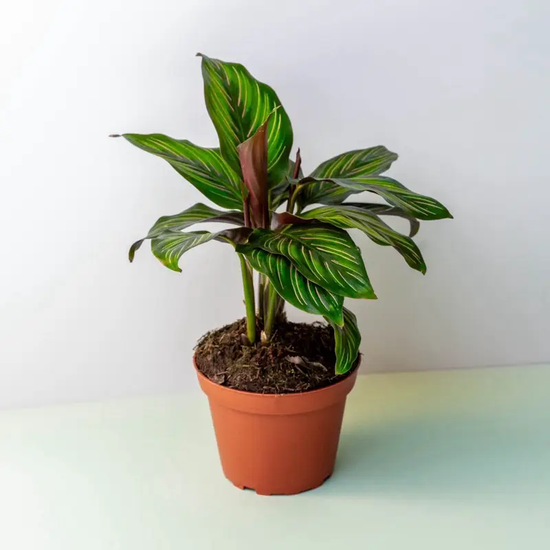 Calathea Beauty Star Live House Plant