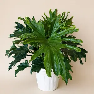 Xl Philodendron Lickety Split 8" Pot Philo Hope House Plant with Unique Leaves for Indoor Home Decoration Low Maintenance Tropical Vibes