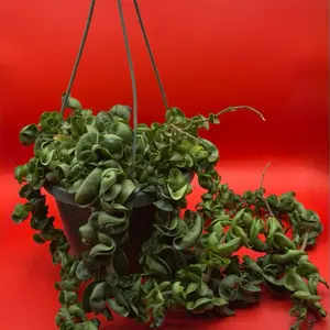 Hoya Rope | 8 Inch Hanging Pot | House Plant | Huge and Rare