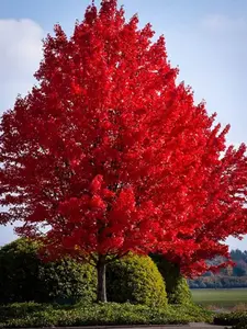 Red Maple Tree American Maple, Leaf Seeds 2 Pack x 100 Seeds Fast-Growing Edible Garden Raised Bed Vertical