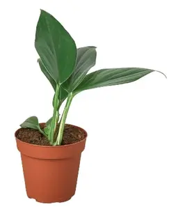 4" Philodendron Dragon Tail Plant