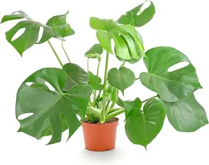 Monstera Deliciosa Swiss Cheese Plant, Live Indoor Plant, Easy to Grow Split Leaf Houseplant in Grow Pot, Housewarming, Decoration for Home, Office, and Room Decor, 6 Inch