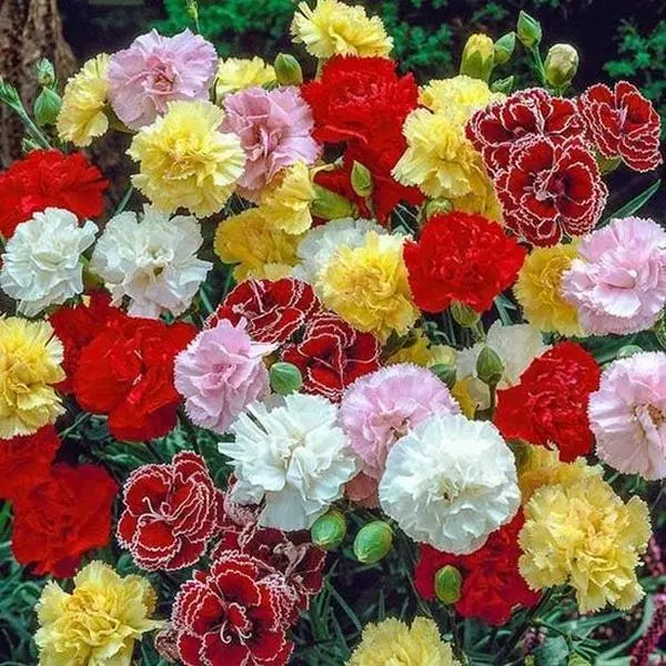 300 Pcs Mixed Carnation Seeds – HOA Cẩm Chướng – Dianthus Caryophyllus – 99% Germination Rate – Beautiful for Yard & Garden Landscaping