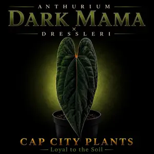 Anthurium Dark Mama x Dressleri Tissue Culture