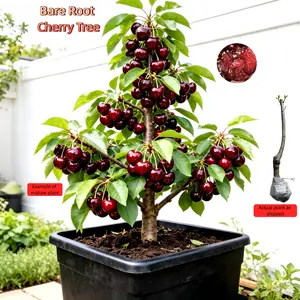 Sweet Cherry Bare Root Tree, Healthy Live Plant, Bare Root Shipping,beginner friendly fruit tree,Can be planted in containers or directly in the ground. Flexible for small or large spaces. Seedlings Compact easy-to-cultivate tree seed