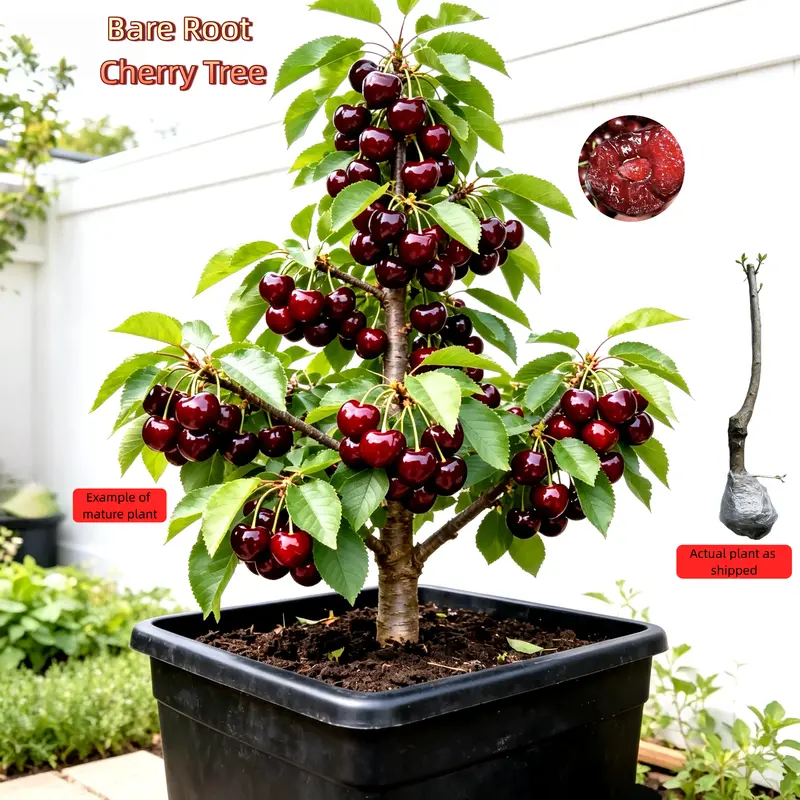 Friit tree bonsai - TikTok Shop